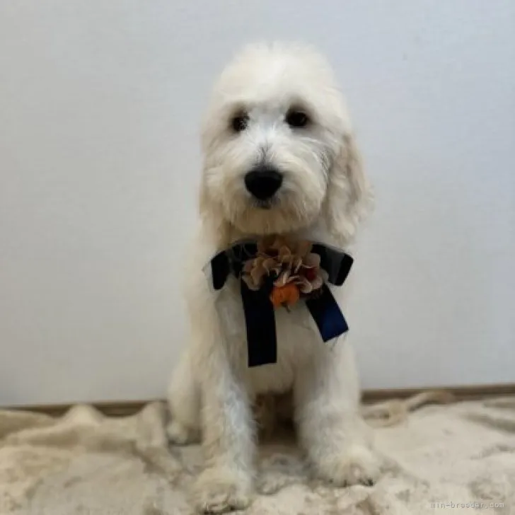 ID:2307-05385の子犬