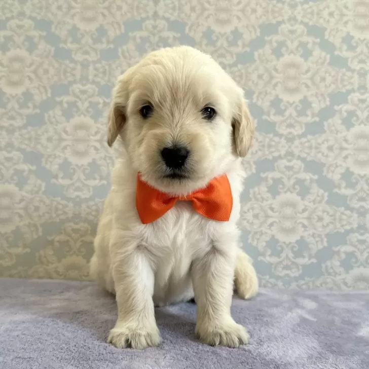 ID：2409-00259の子犬