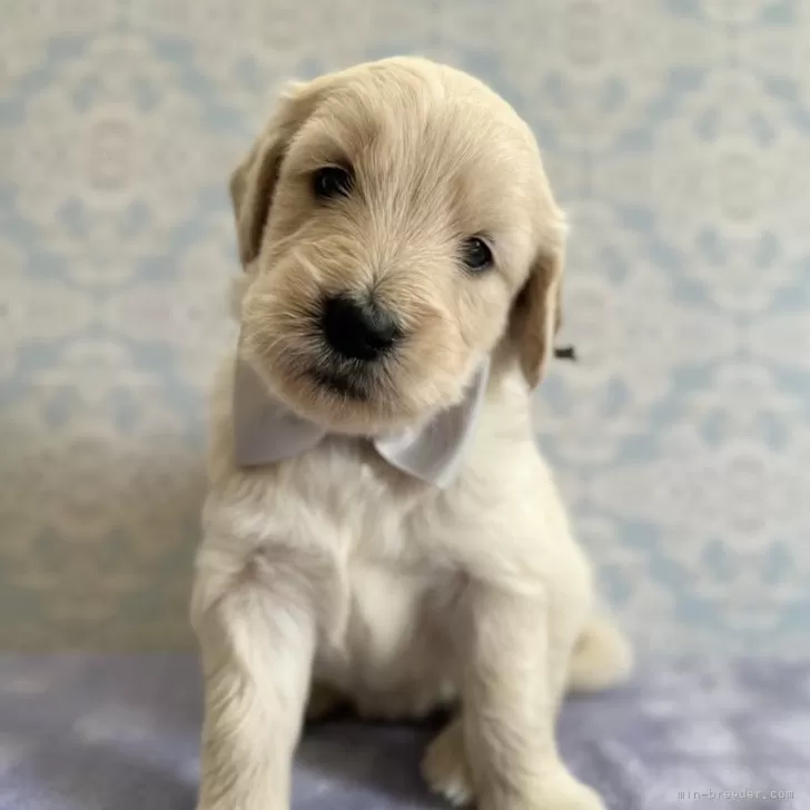 ID:2409-00447の子犬