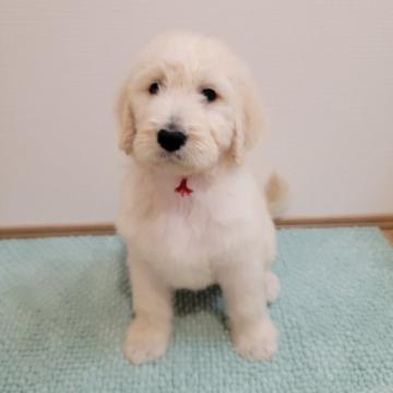 ゴールデンドゥードゥル【岐阜県・女の子・2022年4月16日・クリーム】の写真「女の子のなかで一番でっかちゃん❗」