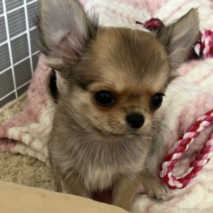 マロン 様のお迎えした子犬