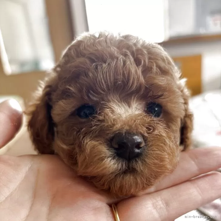 ID：2506-00073の子犬