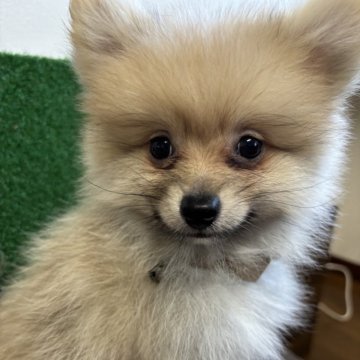 ポメラニアン【山形県・男の子・2025年7月10日・クリーム】の写真「とても元気な大きめな男の子🐾」