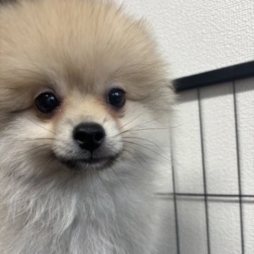 ポメラニアン【山形県・男の子・2025年7月10日・クリーム】の写真「とても元気な大きめな男の子🐾」
