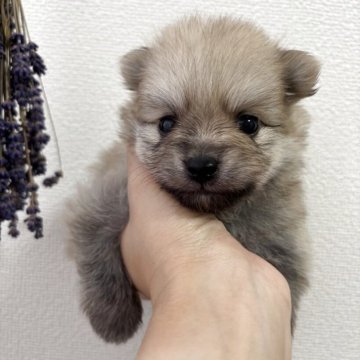 ポメラニアン【山形県・男の子・2025年7月10日・オレンジ】の写真「元気でやんちゃな男の子🐾」