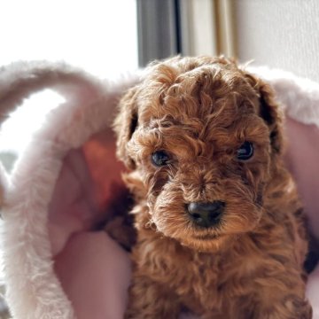 トイプードル(トイ)【山形県・男の子・2025年4月19日・レッド】の写真「ムチムチ元気な男の子です🐾」