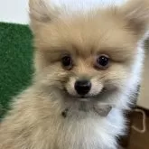 ポメラニアン