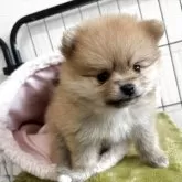 ポメラニアン