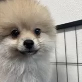 ポメラニアン