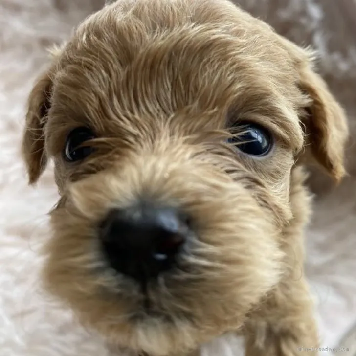 ID：2306-02631の子犬