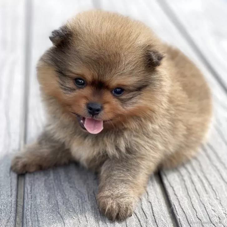 ID：2505-05558の子犬