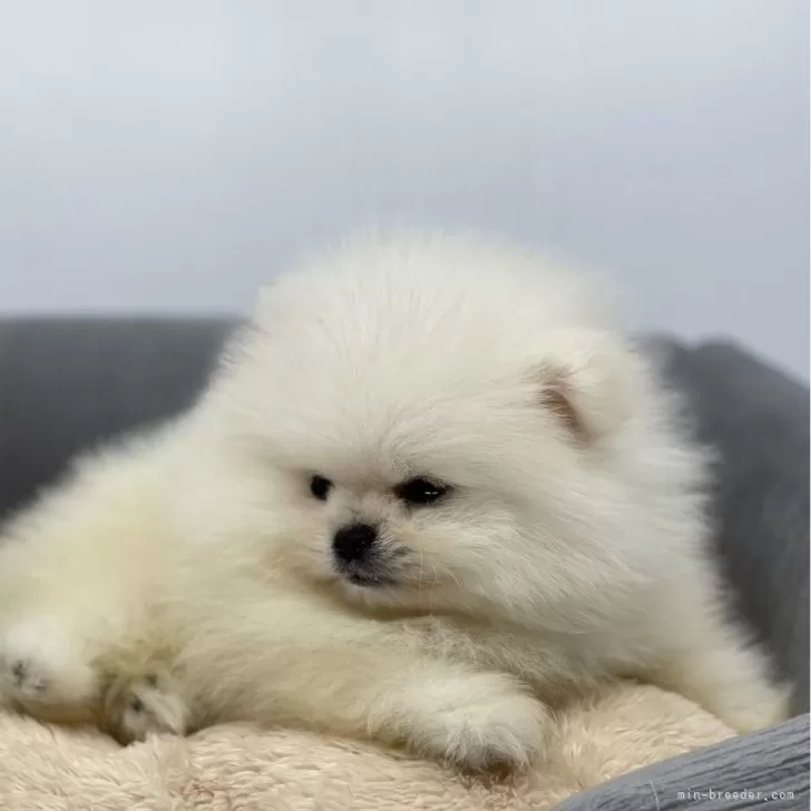 ID:2501-03819の子犬