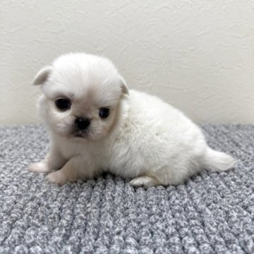 【茨城県・男の子・2025年7月2日・ホワイト】の写真「愛情込めて育てています」