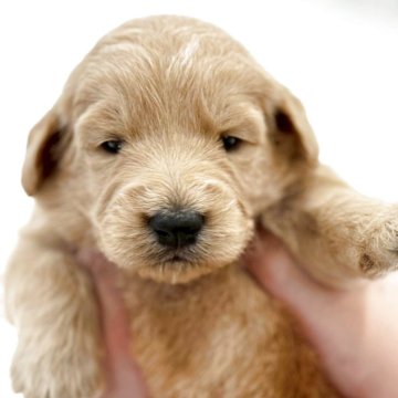 【茨城県・男の子・2025年10月1日・ゴールド】の写真「両親特徴がハッキリ出ています！」