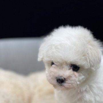 ビションフリーゼ【茨城県・女の子・2024年11月8日・白】の写真「韓国優良血統を日本に広めたいミニビション！」