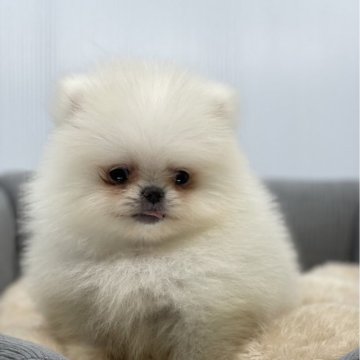 ポメラニアン【茨城県・男の子・2024年12月10日・ホワイト】の写真「Korean✖️Japan」