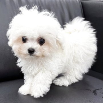 ビションフリーゼ【茨城県・男の子・2025年10月13日・ホワイト】の写真「韓国優良血統を日本に広めたいミニビション！」