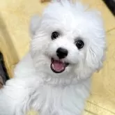 ビションフリーゼ