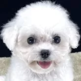 ビションフリーゼ
