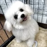 ビションフリーゼ【茨城県・女の子・2025年3月31日・ホワイト】の写真6