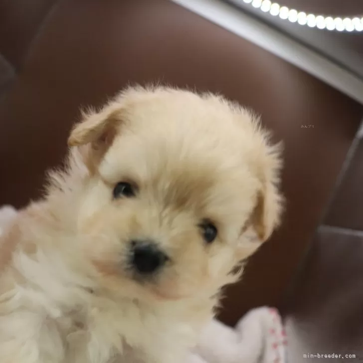 ID:2403-02697の子犬