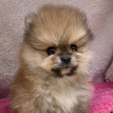 ポメラニアン【茨城県・男の子・2023年3月23日・オレンジ】の写真「優良血統、サイズも小さくかわいい男の子」