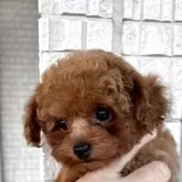 ティーカッププードル【奈良県・男の子・2025年6月15日・レッドフォーン】の写真6