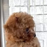 ティーカッププードル【奈良県・男の子・2025年6月15日・レッドフォーン】の写真7