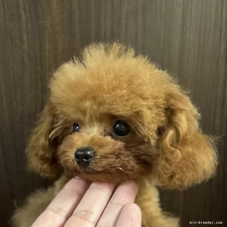 ティーカッププードル【奈良県・男の子・2025年6月15日・レッドフォーン】の写真1