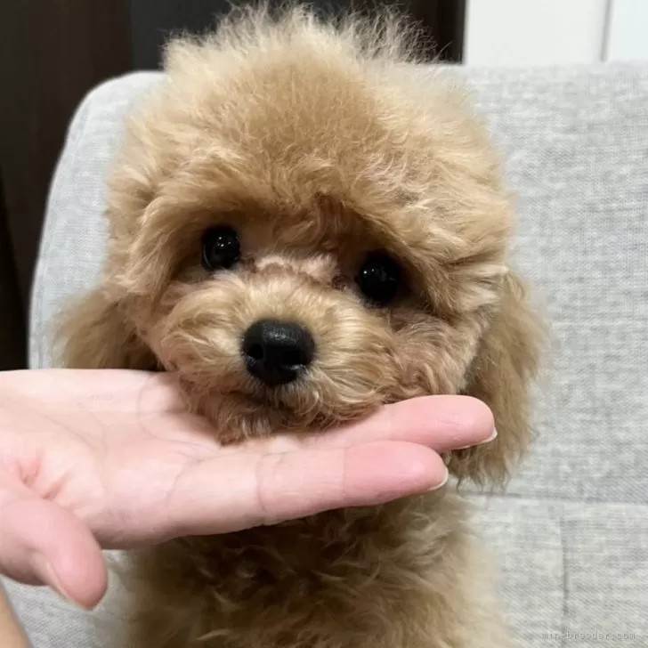 ID:2409-05487の子犬