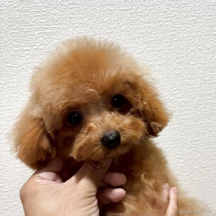 ID：2504-06950の子犬