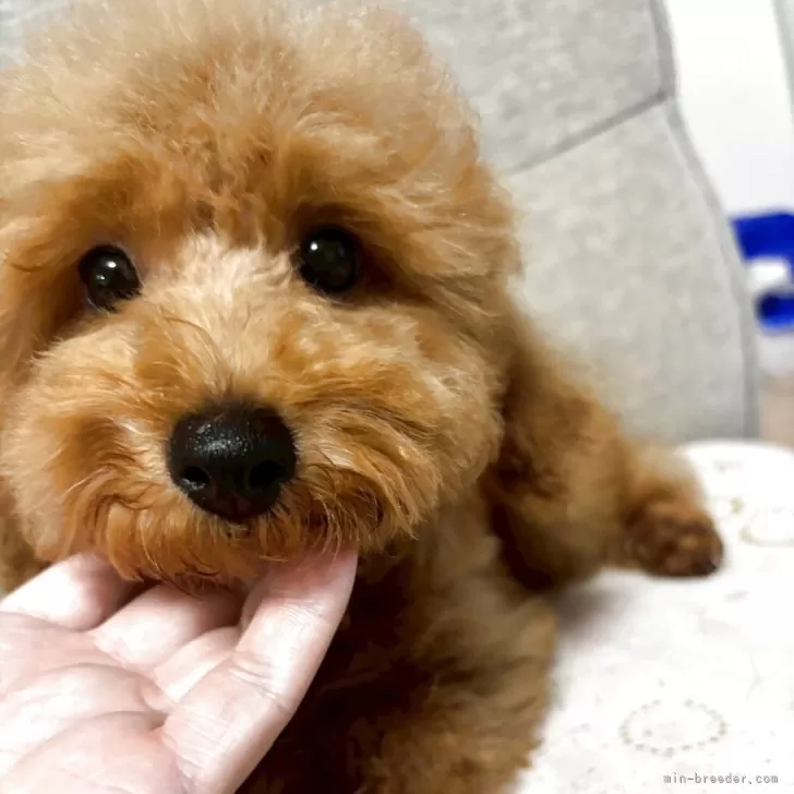ID:2504-06773の子犬