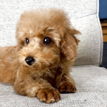 タイニープードル【奈良県・男の子・2025年3月4日・レッドフォーン】の写真「おっとり次男くん❣️」