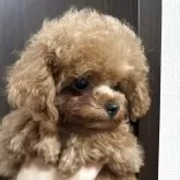 ティーカッププードル