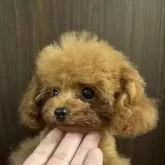 ティーカッププードル