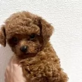 ティーカッププードル【奈良県・男の子・2025年6月15日・レッドフォーン】の写真12