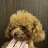 ティーカッププードル【奈良県・男の子・2025年6月15日・レッドフォーン】の写真2