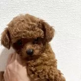 ティーカッププードル【奈良県・男の子・2025年6月15日・レッドフォーン】の写真13