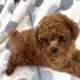 ティーカッププードル【奈良県・男の子・2025年6月15日・レッドフォーン】の写真10