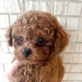 ティーカッププードル【奈良県・男の子・2025年6月15日・レッドフォーン】の写真8