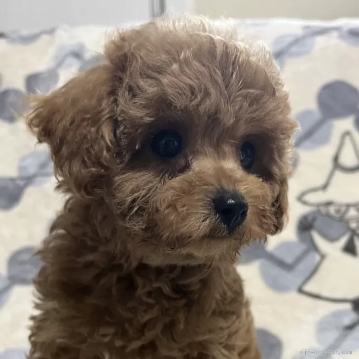 A.O 様のお迎えした子犬