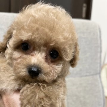 トイプードル(タイニー)【奈良県・男の子・2024年7月24日・アプリコット】の写真「プレミアム♡三男くん❣️」