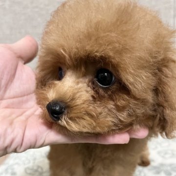 トイプードル(タイニー)【奈良県・男の子・2024年7月24日・レッド】の写真「いつでも元気❣️長男くん」