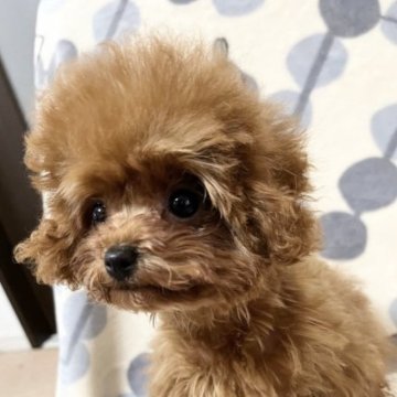 トイプードル(ティーカップ)【奈良県・男の子・2023年7月31日・レッド】の写真「ママ大好き長男くん🎵」