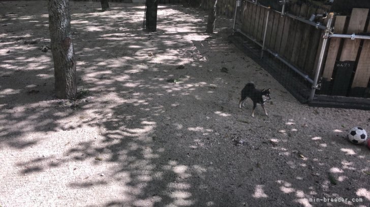 第１ドッグランは狭いけど犬舎直結です｜須藤　哲也(すどう　てつや)ブリーダー(大分県・KCJ登録)の紹介写真4