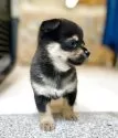 ミックス(チワワ×柴犬)【大分県・女の子・2025年5月17日・黒】の写真3