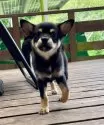 ミックス(チワワ×柴犬)【大分県・男の子・2025年5月12日・黒】の写真11