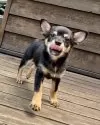 ミックス(チワワ×柴犬)【大分県・男の子・2025年5月12日・黒】の写真4