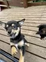 ミックス(チワワ×柴犬)【大分県・男の子・2025年5月12日・黒】の写真11