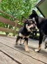ミックス(チワワ×柴犬)【大分県・男の子・2025年5月12日・黒】の写真2